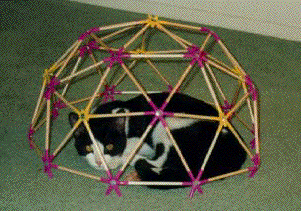 Photo of Little Kitty in Dome